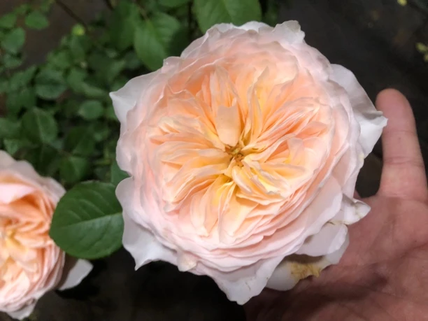 新品爬藤月季涵仙，大花浓香，多季开花勤花爆花可藤可灌南北方种植