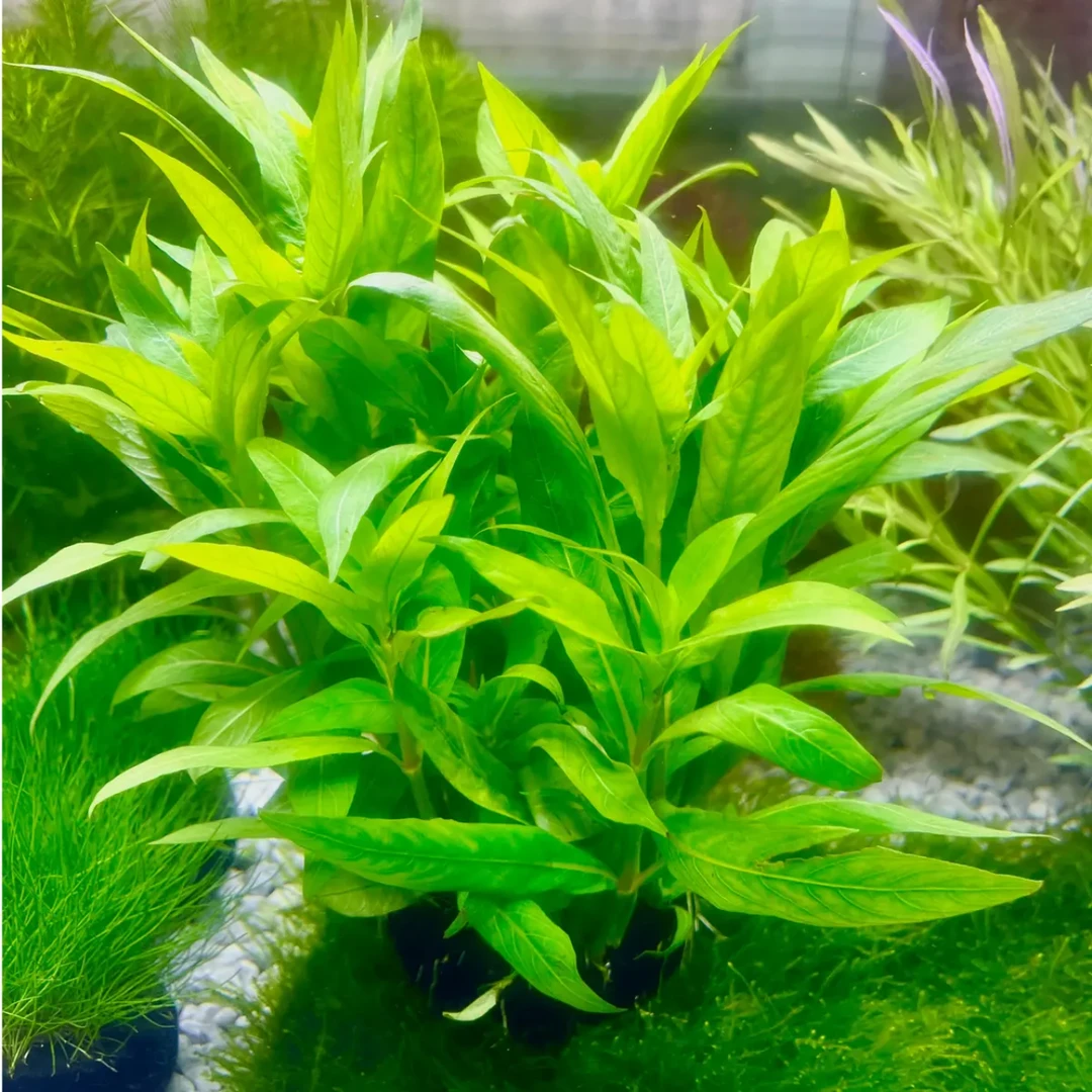 【中柳大坨】鱼缸造景水草植物真草好养活入缸成景阴性淡水