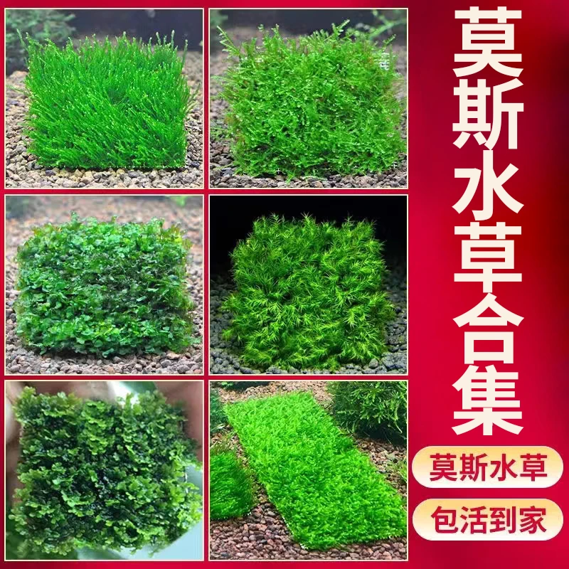 鱼缸造景水草莫斯片大三角火焰莫斯前景真水草造景懒 人水草装饰