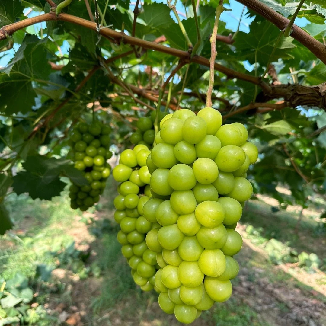 【特大果】【顺丰快递】阳光玫瑰无籽玫瑰香甜多汁 LW1整箱现摘现发