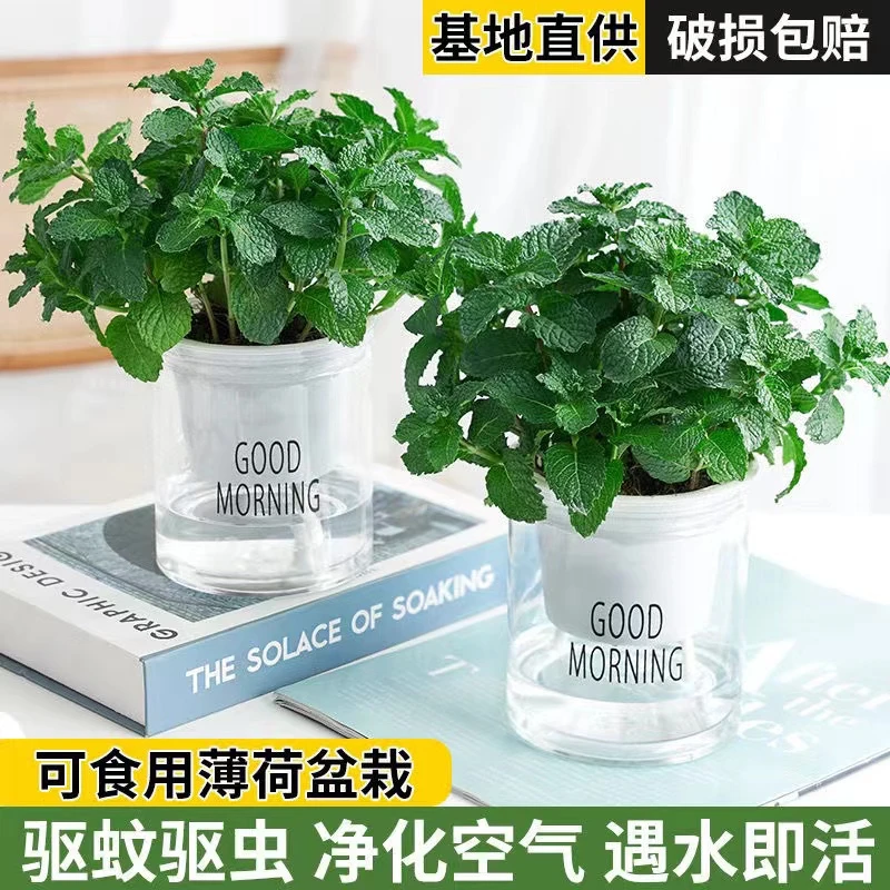 可食用薄荷盆栽驱蚊驱虫室内办公室阳台绿植植物好养易活净化空气