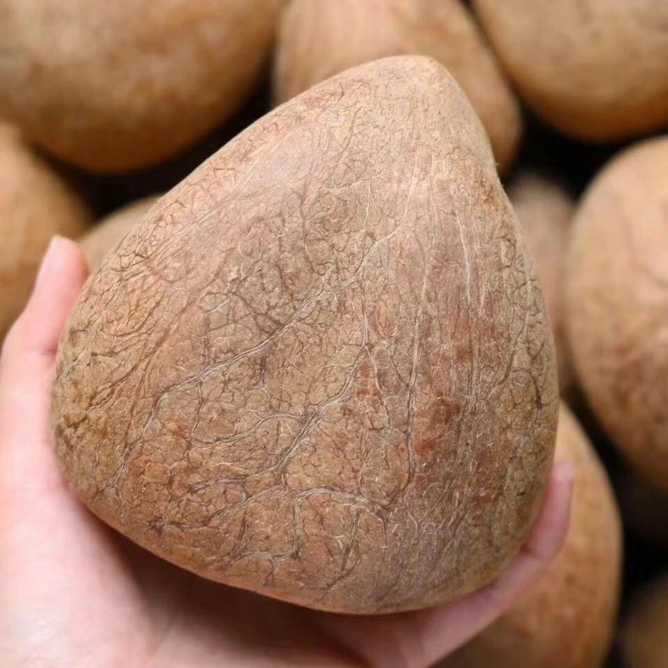 海椰皇椰子皇天然炖汤甜品 椰青无汁海底椰切片500g香浓鲜甜