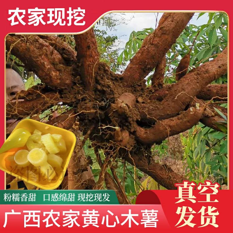 正宗广西华南9号农家新鲜现挖黄心板栗木薯供应链（糖水店同款）