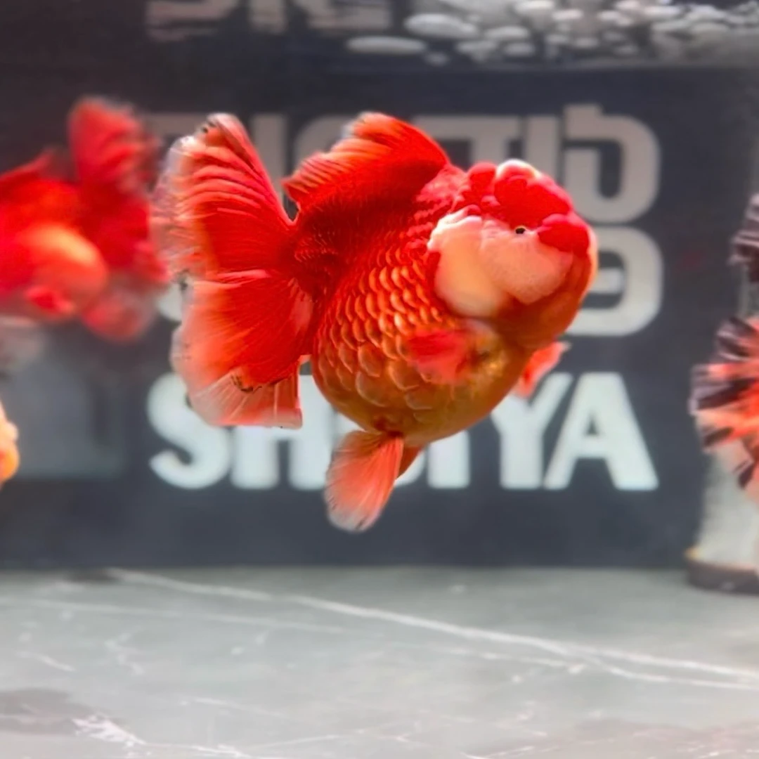 金鱼百褶泰狮 短尾将军 淡水鱼精品发货 活体观赏鱼 -运费自理