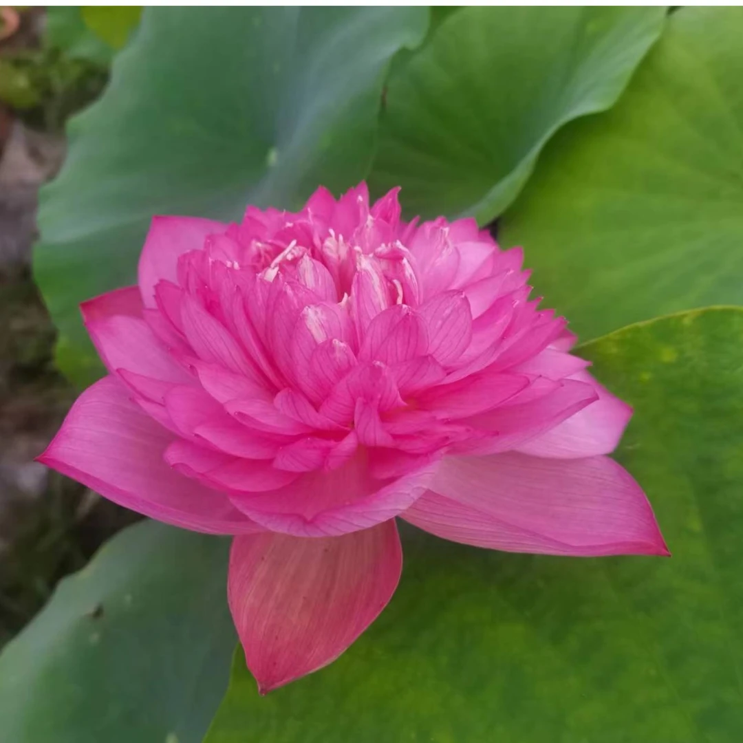 【披针红】荷花批发 大型庭院阳台观赏荷花 好养耐养