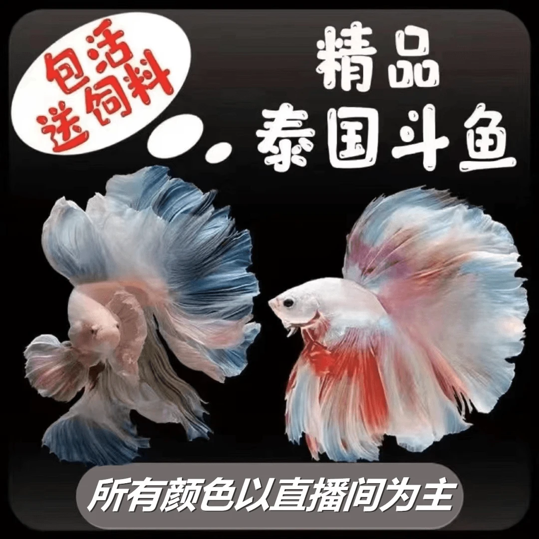 A10(217-240)精品泰国斗鱼热带小型观赏鱼婚纱半月(直播间选鱼)