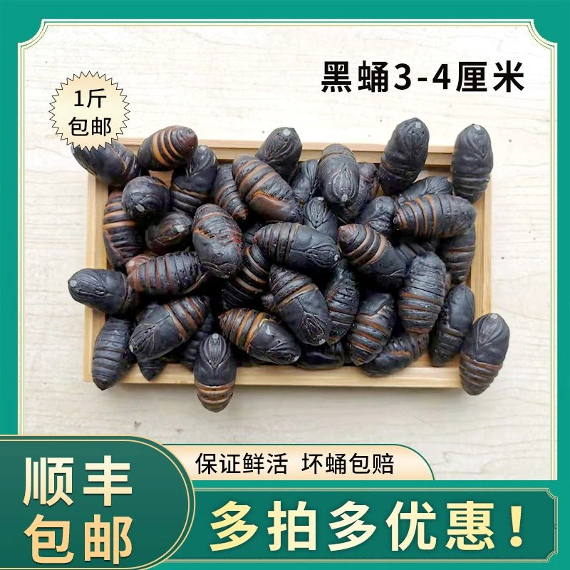 东北特产新鲜活蚕蛹茧蛹高蛋白昆虫食材小黑蚕蛹3-4厘米 顺丰包邮