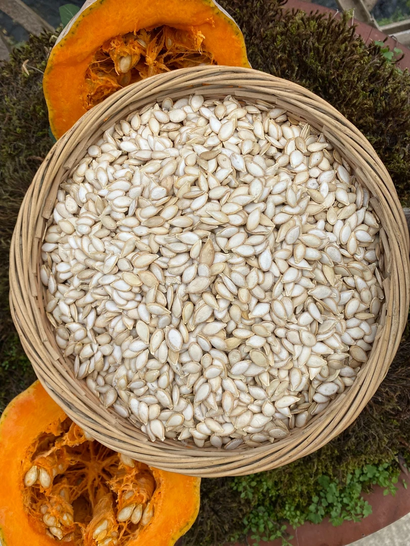 湘西  山货   南瓜籽 高山 农家 自然晒干 干南瓜籽