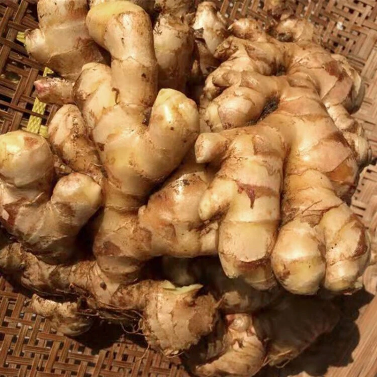 湖南  湘西 高山 老姜 农户 种植 本地 生姜