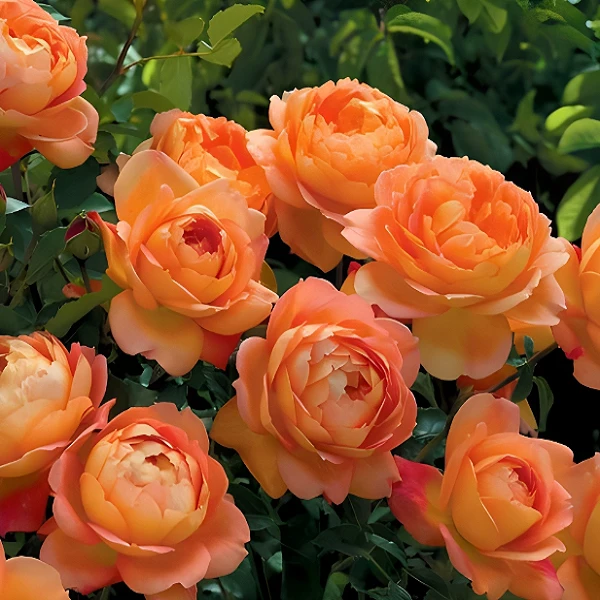 【夏洛特夫人】多季爬藤欧月耐寒热庭院阳台盆栽藤本月季大花浓香型