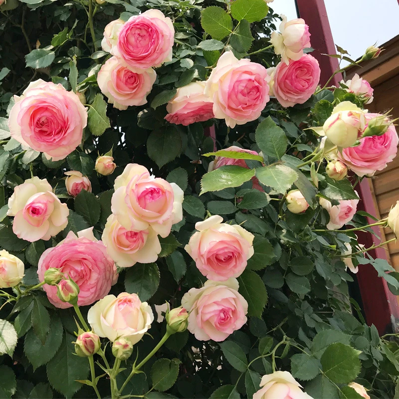 【粉色龙沙宝石】爬藤月季大花抗冻抗寒盆栽地栽种植藤本月季