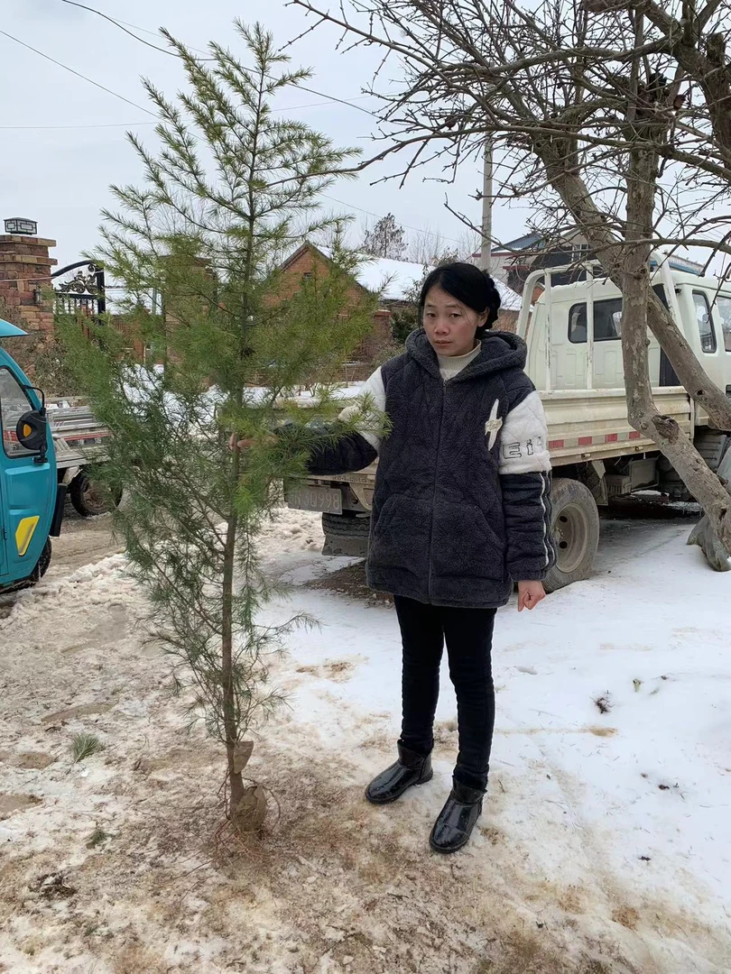 雪松树苗四季常青耐寒耐旱圣诞树盆地栽庭院绿南北方种植