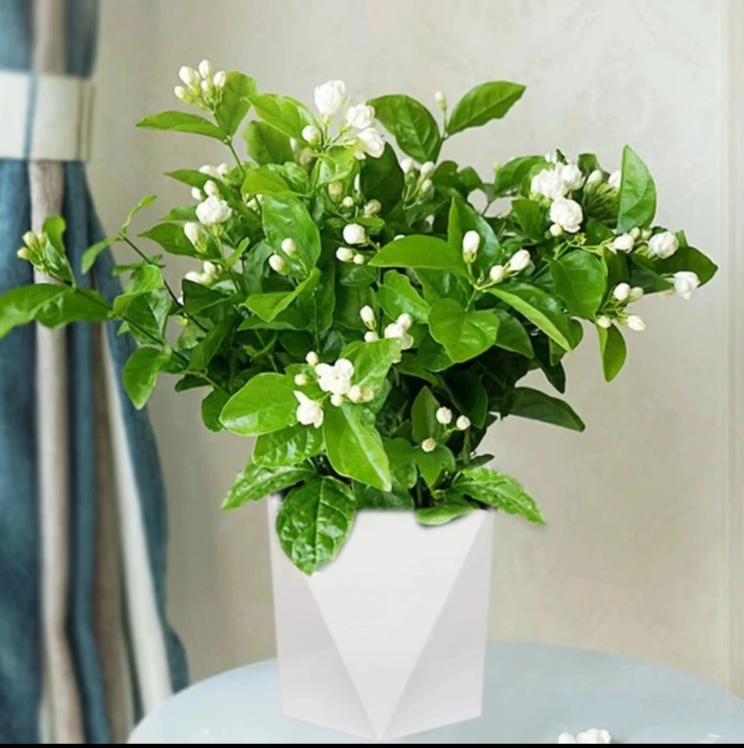 【清香茉莉花】盆栽重瓣花苞室内阳台开花绿植