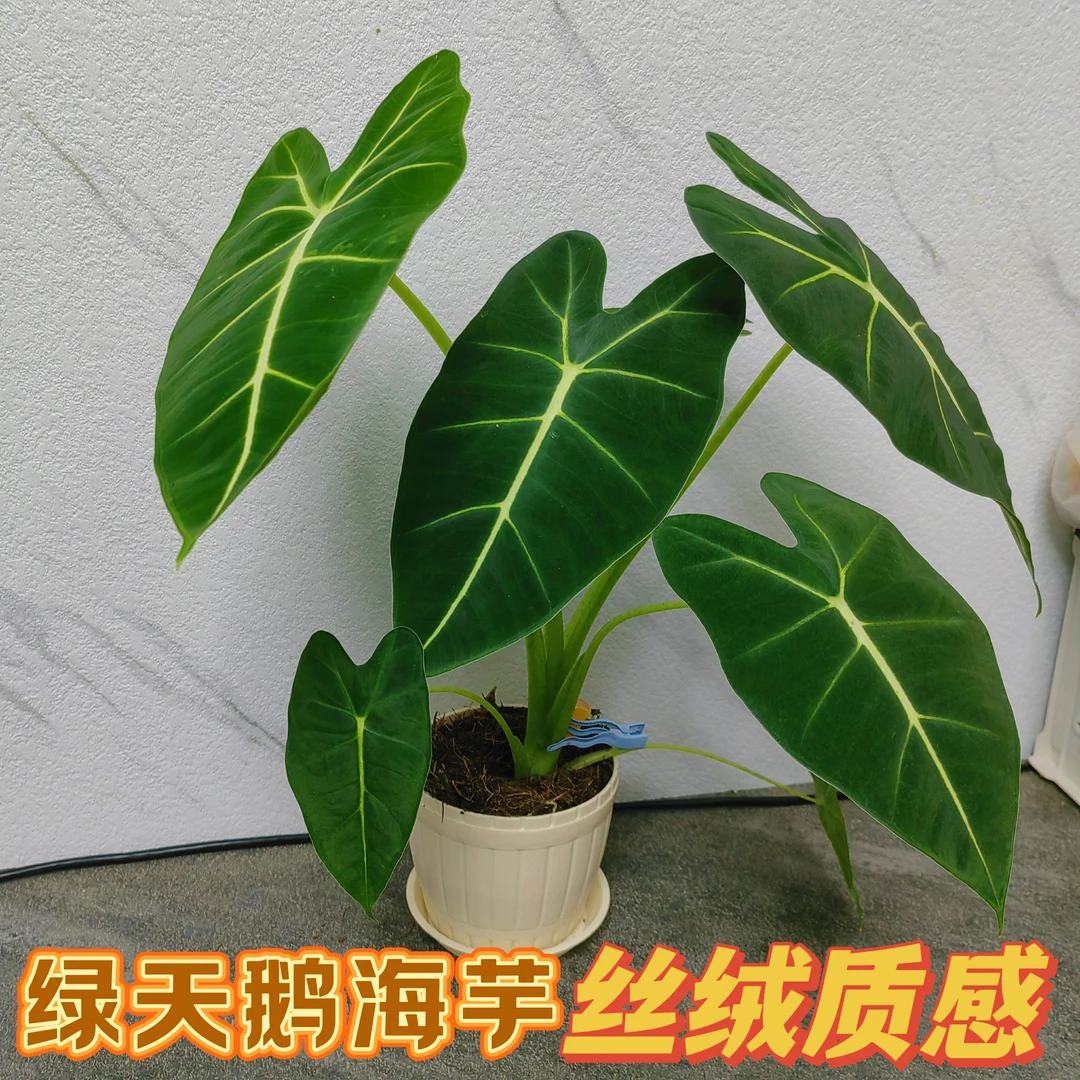 绿天鹅海芋天鹅绒竹芋稀有特级进口室内阳台庭院热植入门绿植盆栽