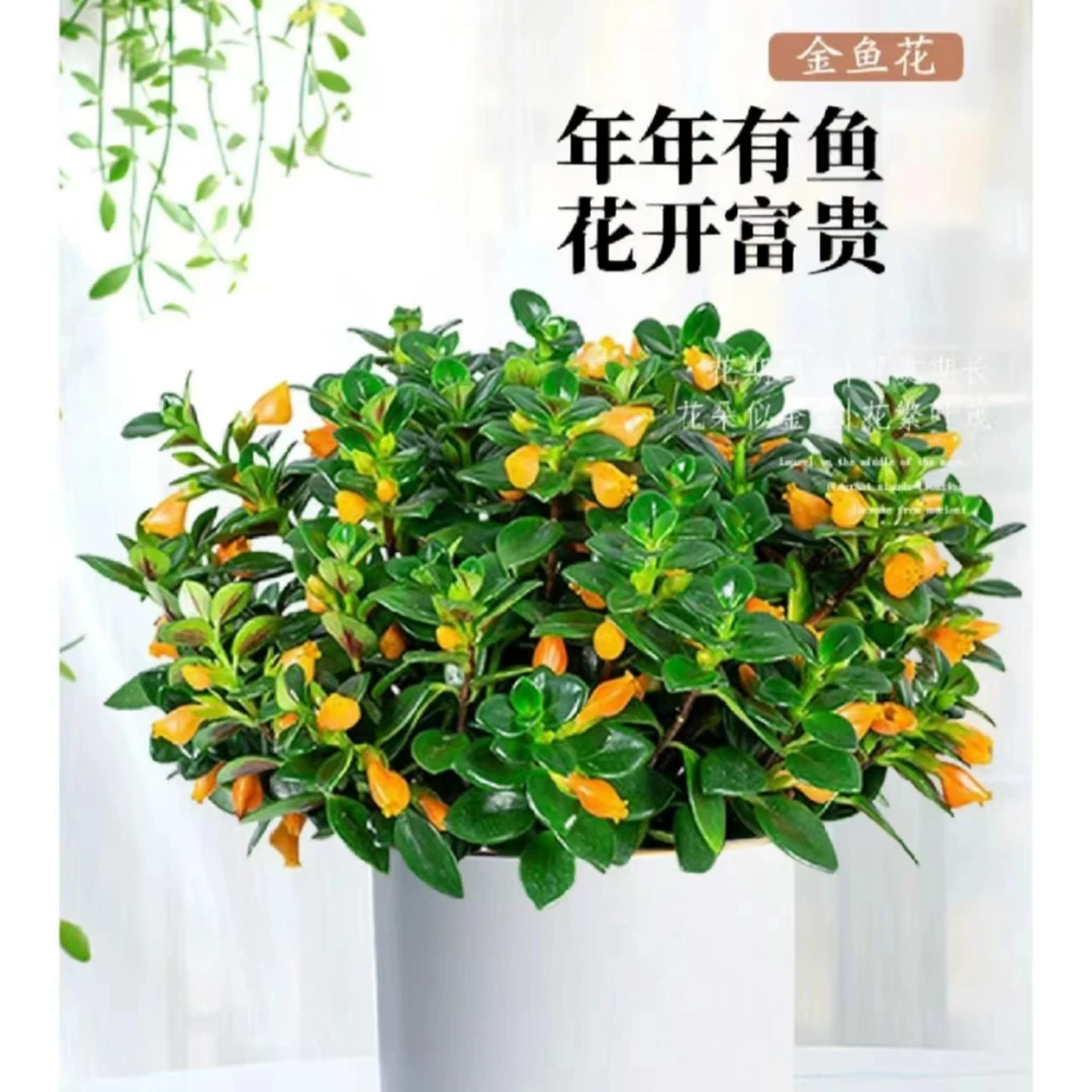 【金鱼花吊兰】四季盆栽室内绿植花卉多肉植物绿萝发财树好养植物花