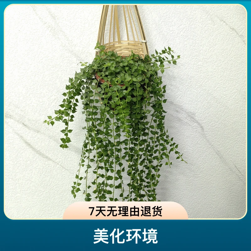 【带篮子百万心】吊兰多肉垂吊植物室内阳台串钱盆栽吸甲醛净化空气