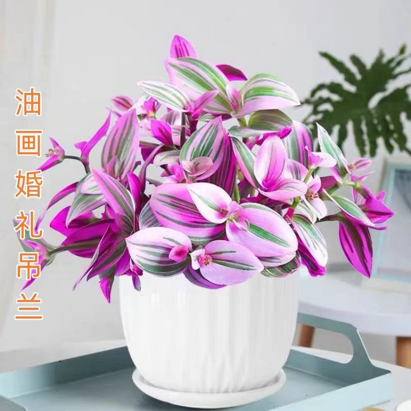 【油画婚礼吊兰】大棵多肉锦花卉室内阳台绿植盆栽水培油画吊兰植物