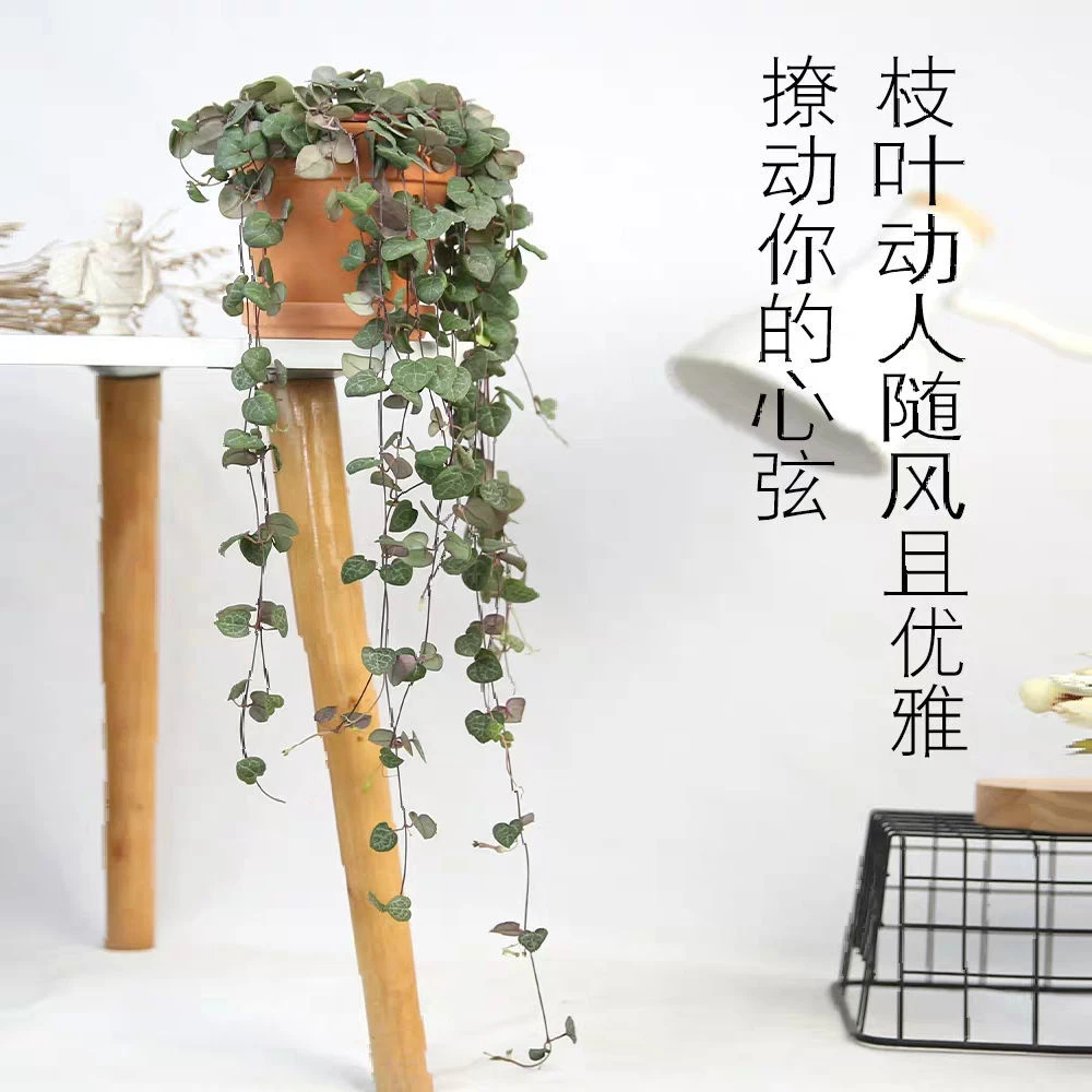 【爱之蔓】藤蔓垂吊植物心型长藤一寸心吊兰室内挂壁阳台耐旱绿植