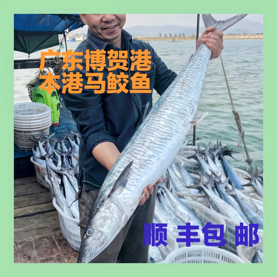 【马鲛仔海产】10斤正宗马鲛鱼 整条切片新鲜速冻 顺丰包邮 博贺港