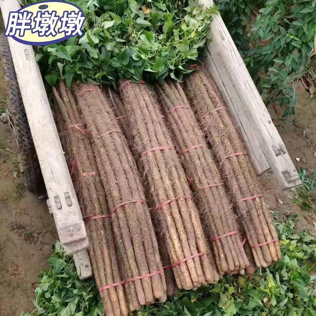 产地直发河北蠡县铁棍山药软糯香甜新鲜蔬菜五斤装带土发货