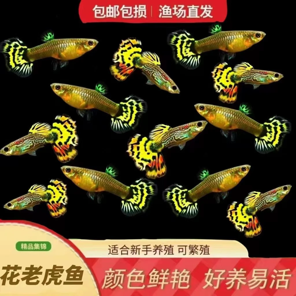 花老虎孔雀鱼黄老虎小型鱼热带鱼观赏鱼好养爱活繁殖新手好看凤尾