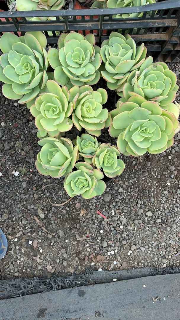 碧桃  花开花卉【满9.9包邮】多肉植物 易养活 栽种养护 裸根发货
