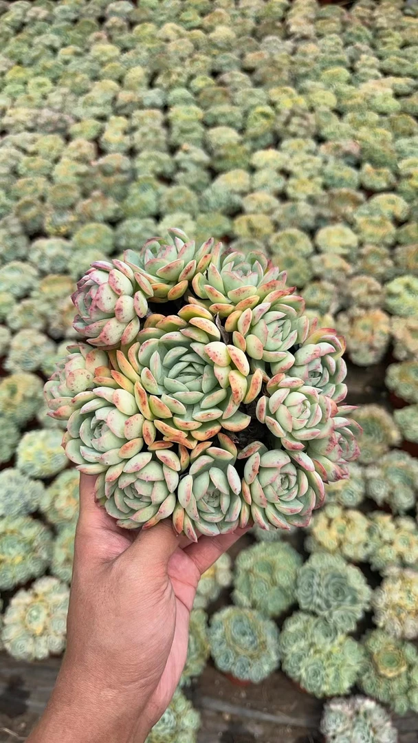 草莓冰  多肉植物 易养活 栽种养护 裸根发货