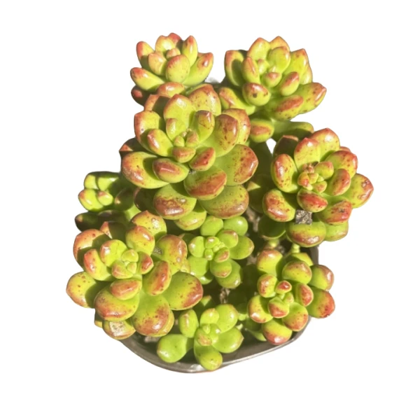 丸叶松绿 花开花卉【满9.9包邮】多肉植物 易养活 栽种养护（带盆土）
