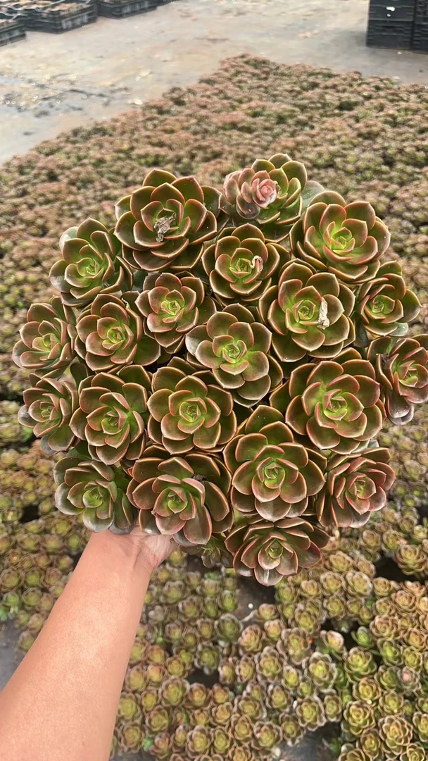 手捧大巧克力 花开花卉 多肉植物 易养活 栽种养护带盆