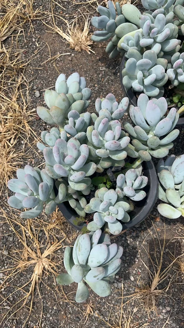 桃美人 花开花卉 多肉植物 易养活 栽种养护 裸根发货