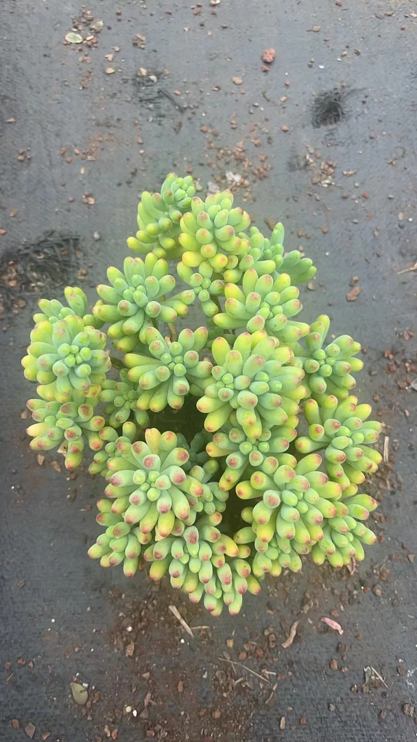 果冻乙女心 花开花卉【满9.9包邮】多肉植物 易养活 栽种养护（散装）