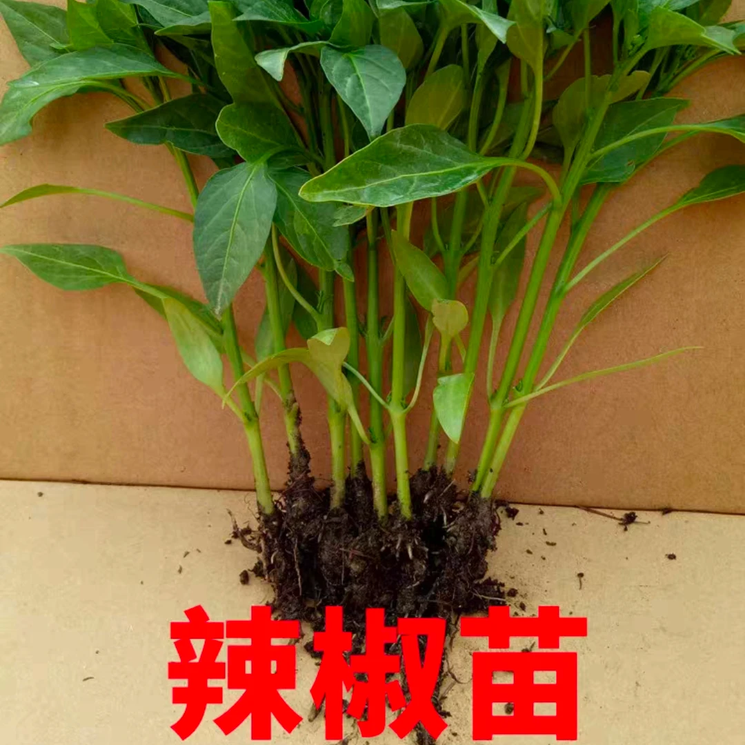 辣椒苗秧苗四季朝天椒苗二荆条盆栽家庭小米椒螺丝线椒蔬菜苗大全