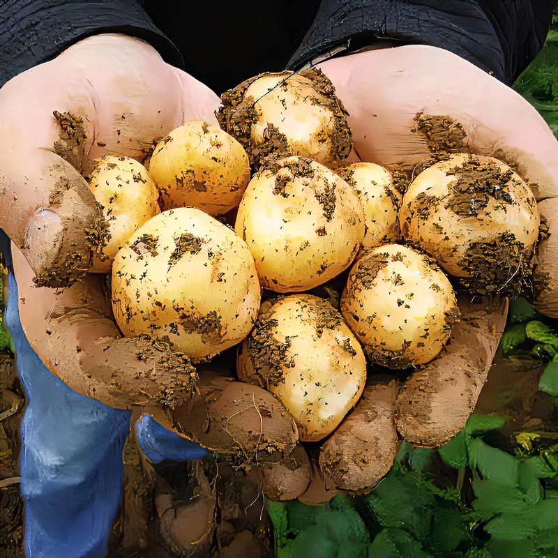 【现挖现发】湖北恩施小土豆黄皮黄心洋芋高山马铃薯3-5斤新鲜蔬菜