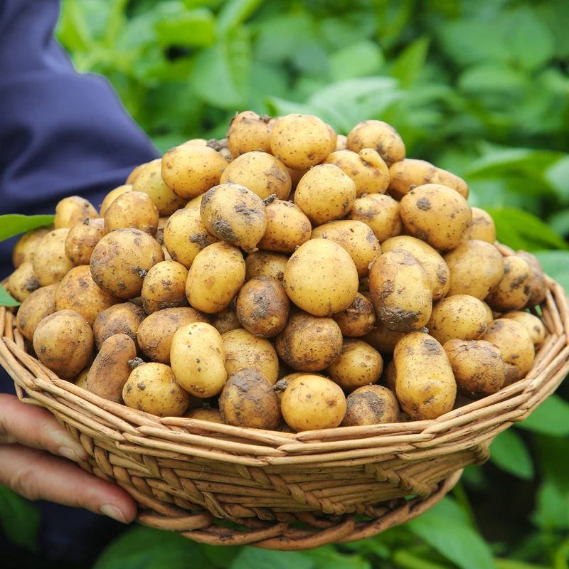 湖北恩施小土豆新鲜黄心土豆3斤5斤9斤农家自种食用现挖皮薄精品