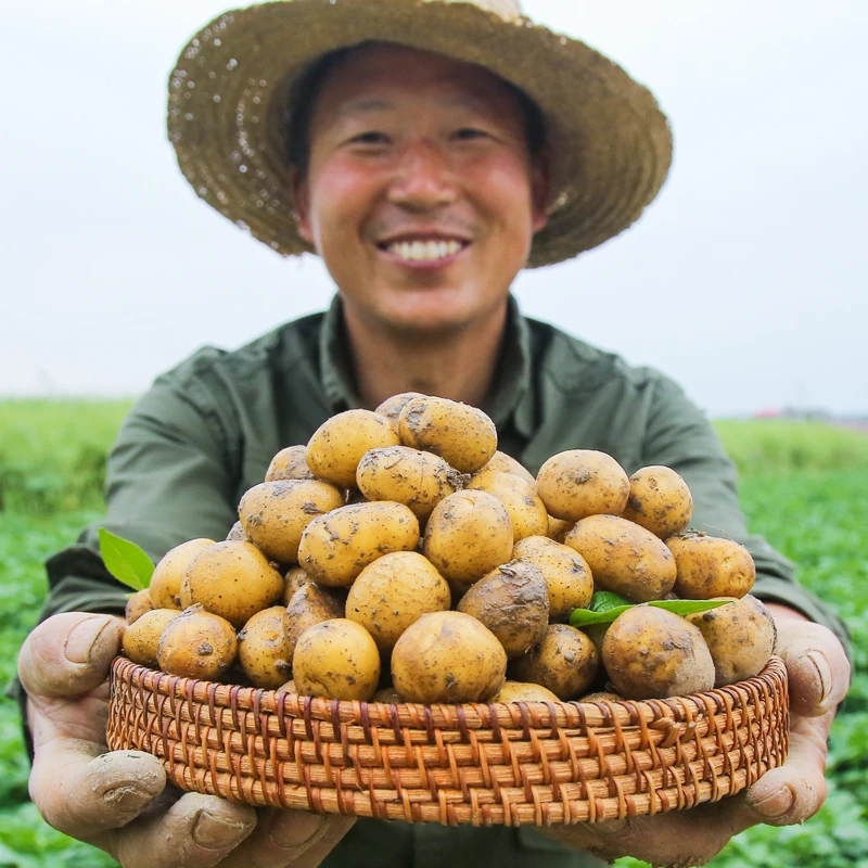 【现挖现发】湖北恩施小土豆黄皮黄心洋芋高山马铃薯3-9斤新鲜蔬菜