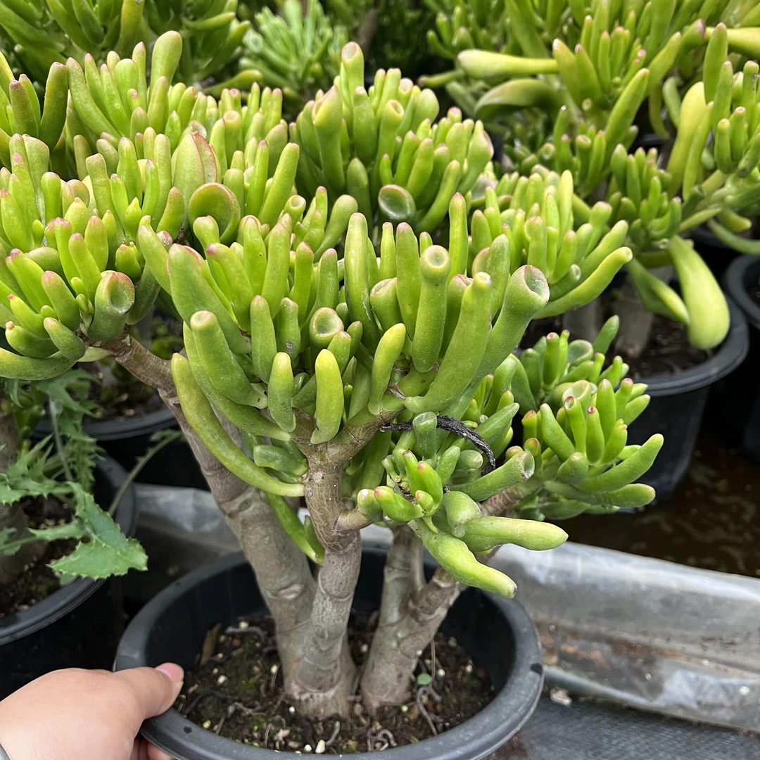 吸财树老庄 多肉植物 好看好养