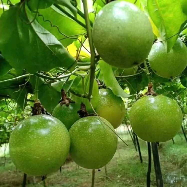 购物节纯甜无酸黄金四季结爬藤植物