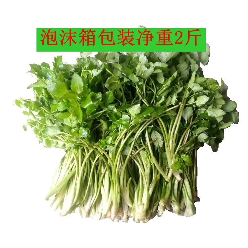 新鲜叶芹菜贵州黔东南山区野芹菜现采现发泡沫箱保鲜包邮两斤热销