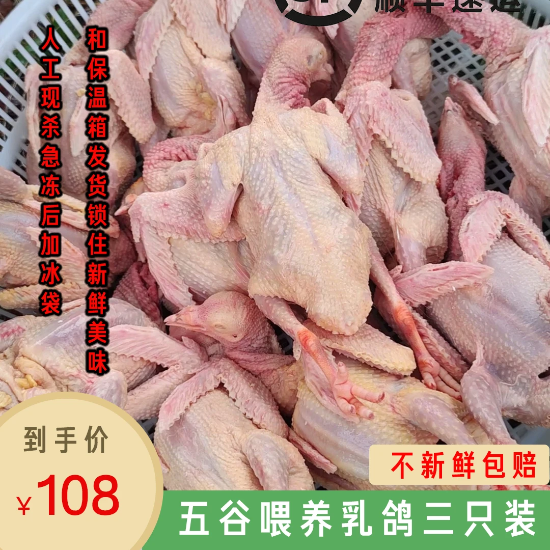 [飞天乳鸽]营养新鲜乳鸽五谷杂粮喂养农家散养