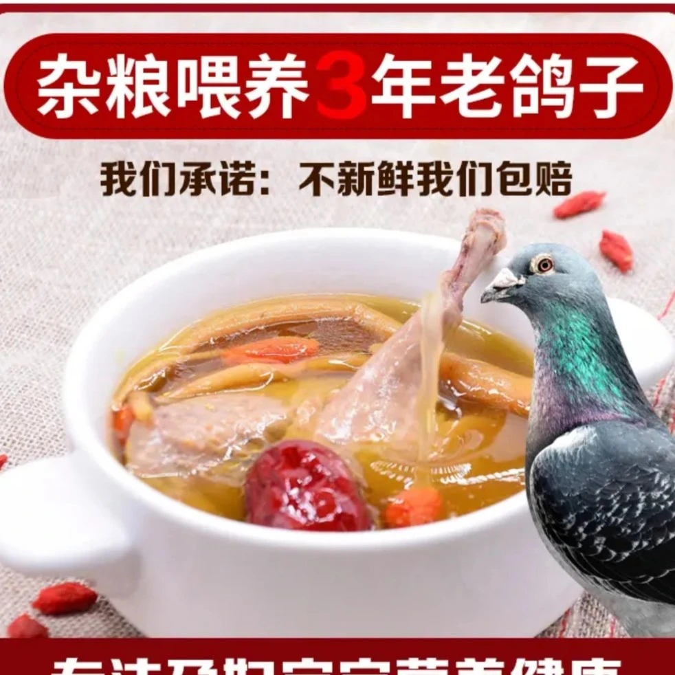 新鲜现杀农家杂粮鸽生鲜速冻乳鸽老鸽可炖鸽子汤