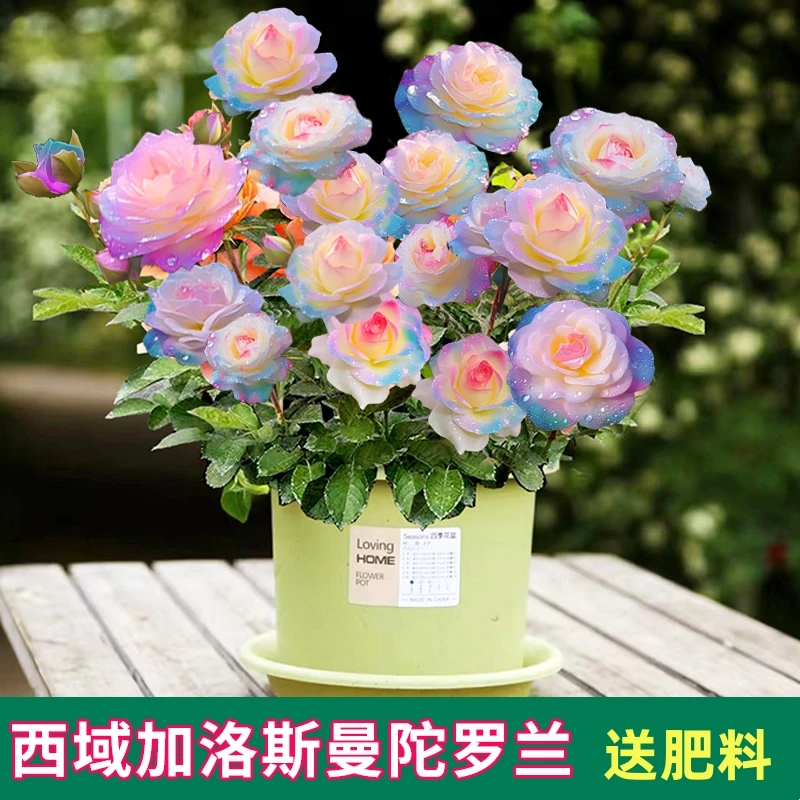玫瑰花苗玫瑰花盆栽树苗月季花苗花盆植物室内易养活特大花栽花卉