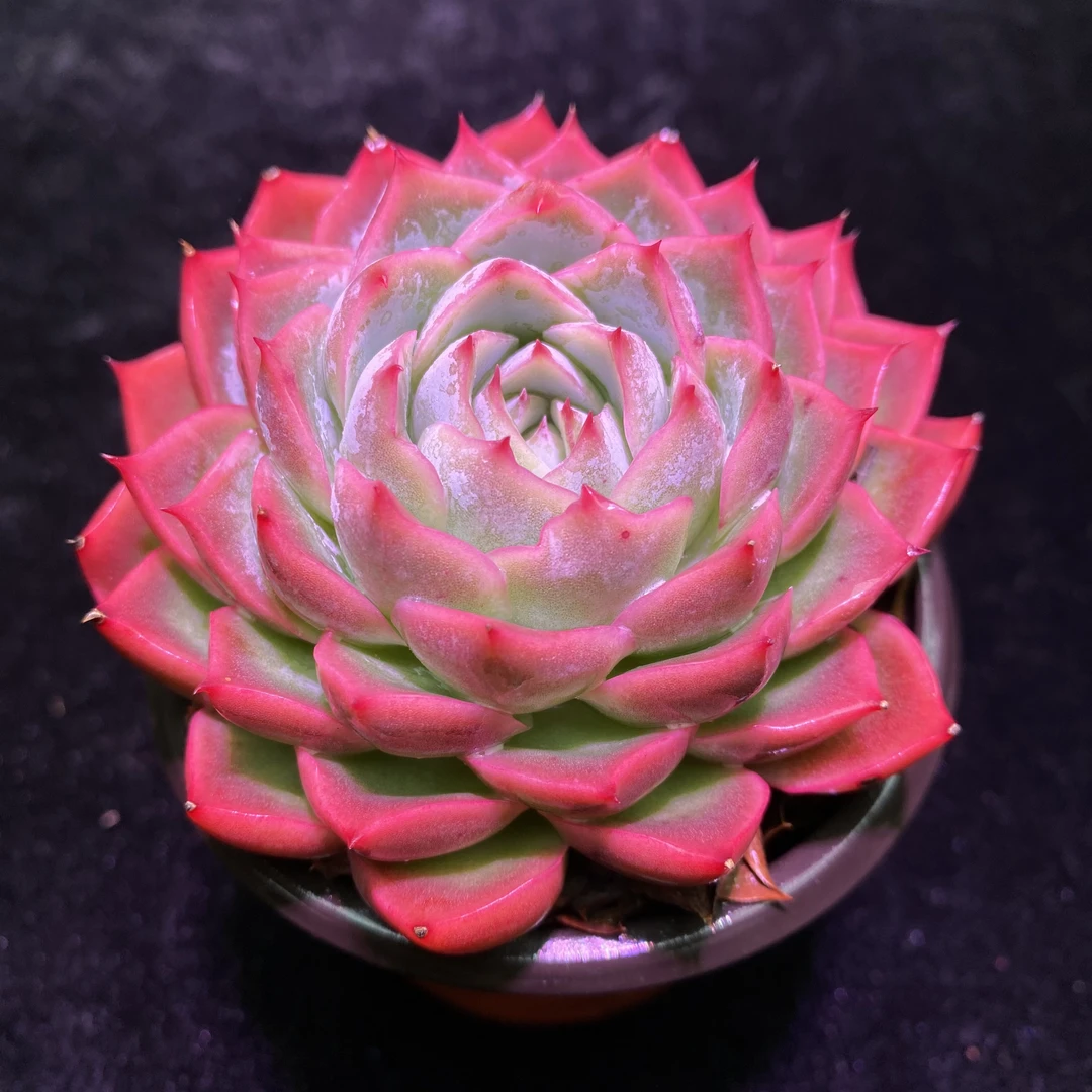 双头孤星 保6公分 精控精养多肉