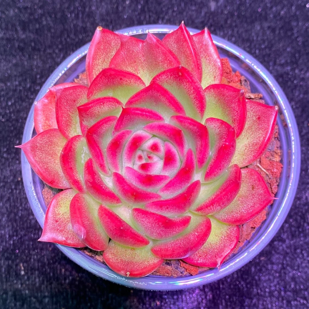 弗洛瑞安娜单头 保 5公分 精控精养多肉