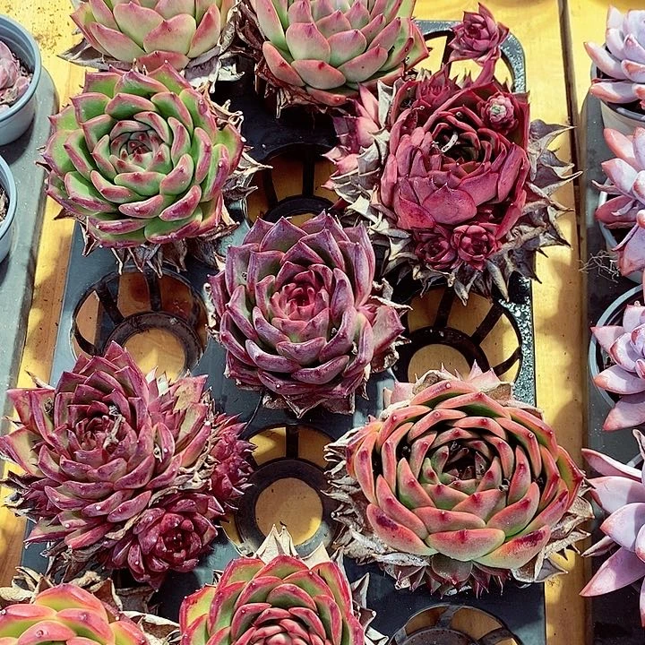 直播台野马东云带盆土000