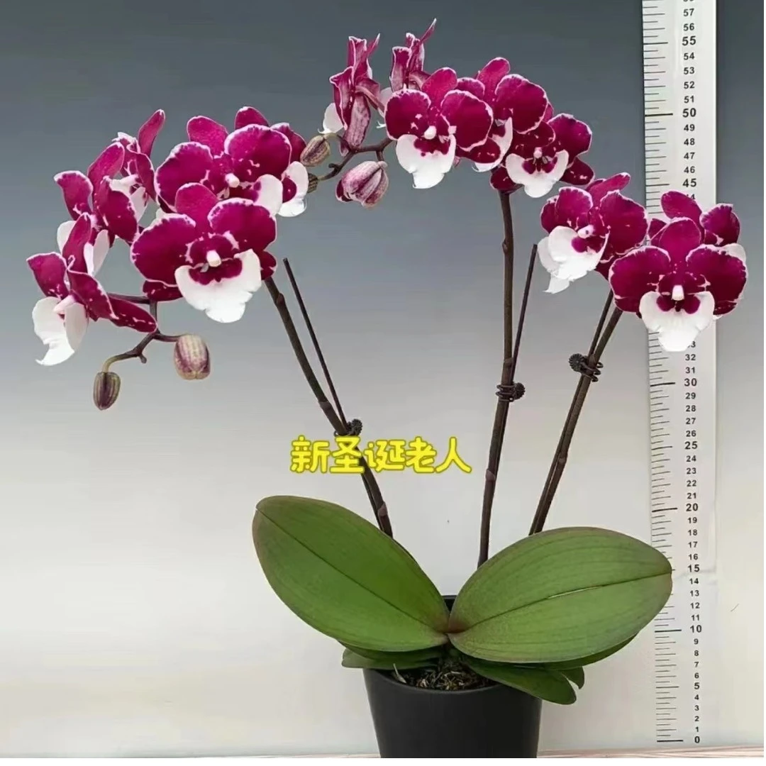 【网红品 】室内精品花卉蝴蝶兰圣诞老人2.8寸