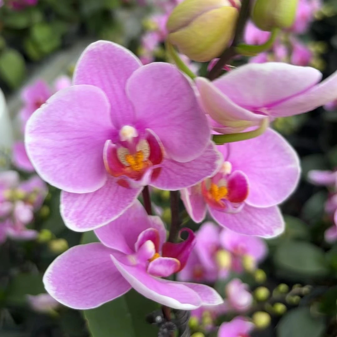 【紫蝶3.5寸】室内精品花卉蝴蝶兰不带花剑
