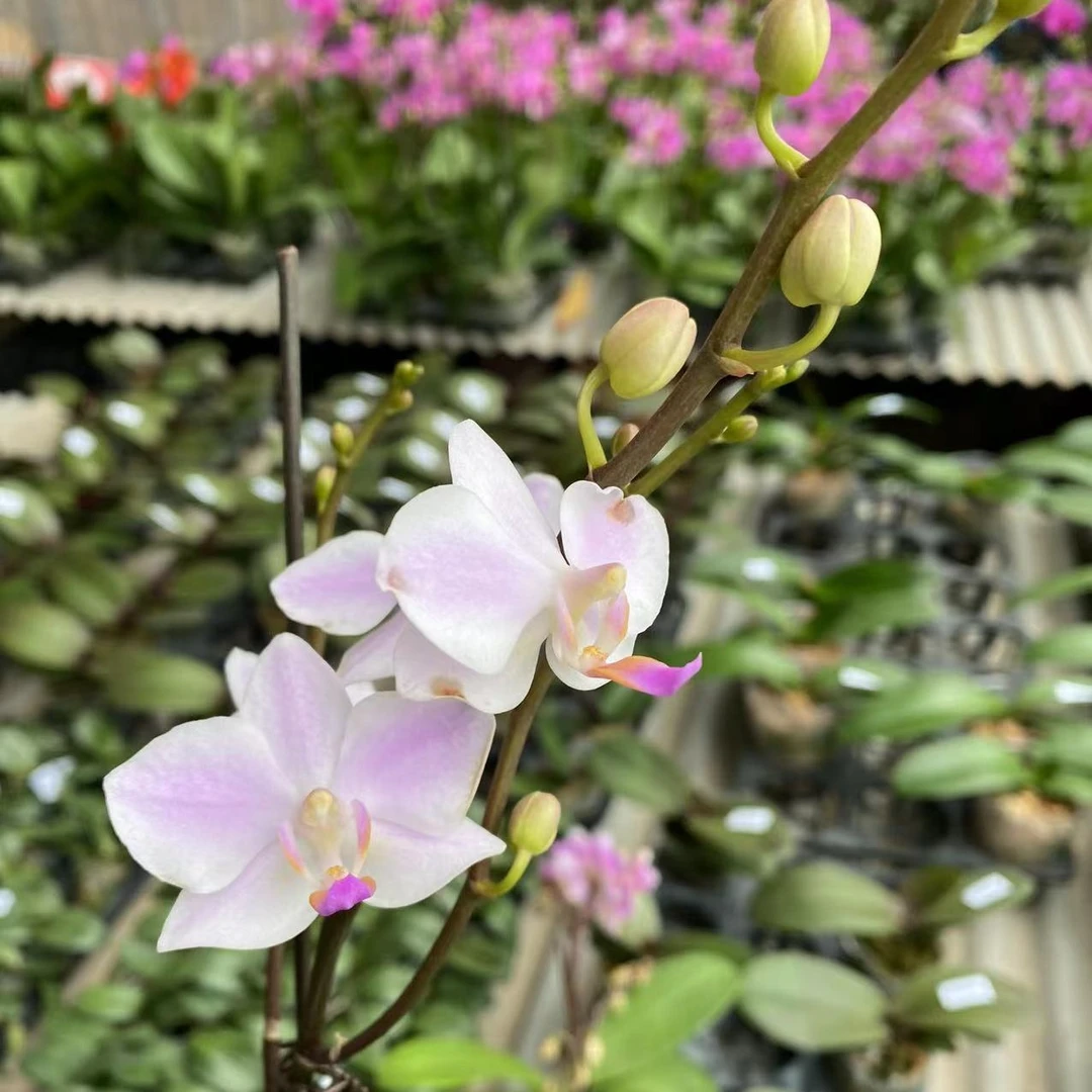 【残雪】室内精品花卉蝴蝶兰3.0寸加高杯无花剑