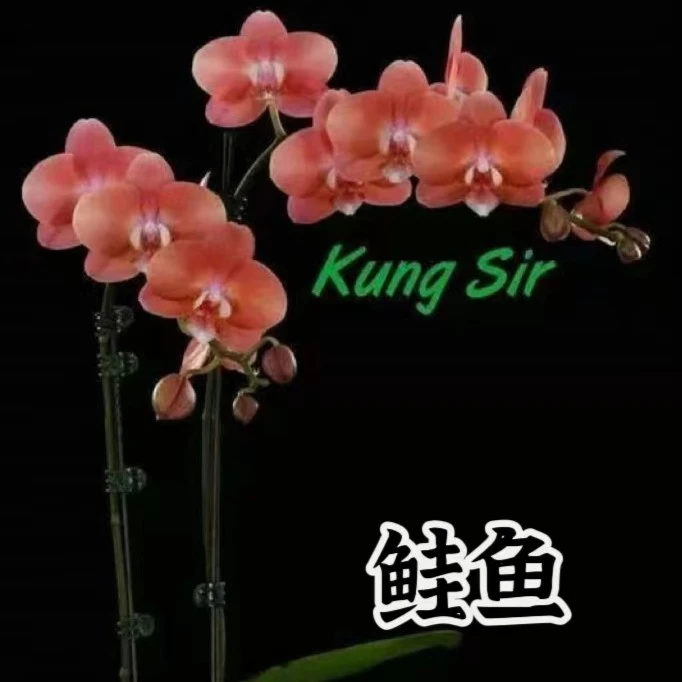 室内精品花卉蝴蝶兰鲑鱼3.0寸