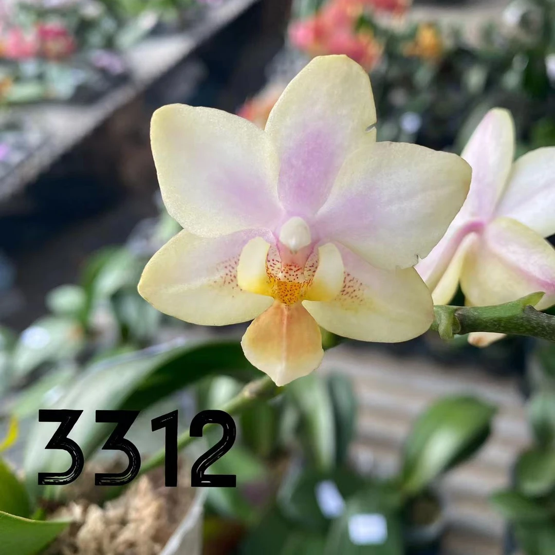 室内精品花卉蝴蝶兰趣味蝶，湾湾小香花 2.8寸