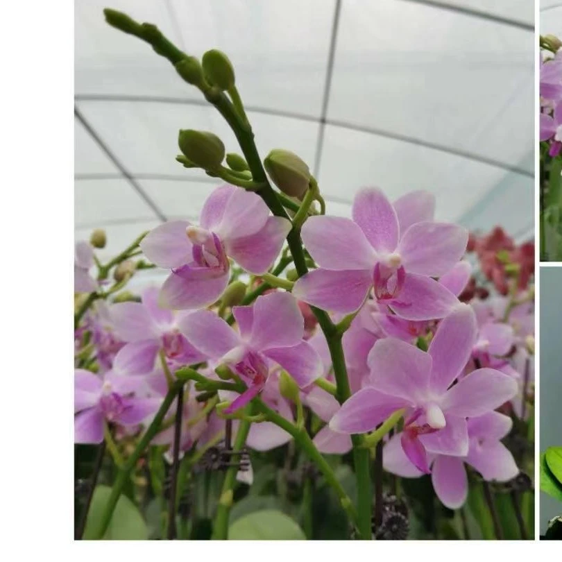 室内花卉蝴蝶兰  粉水晶、紫水仙